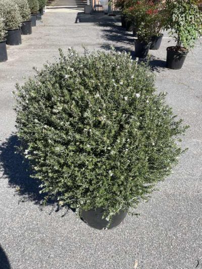 Westringia fruticosa Sfera CL35