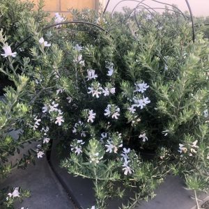 Westringia fruticosa - fiore