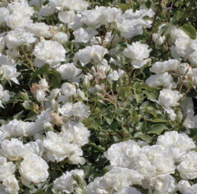 ROSA WHITE MEIDILAND o BLANC MEILLANDECOR