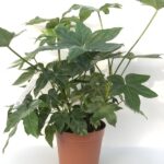 aralia japonica