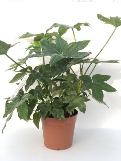 aralia japonica