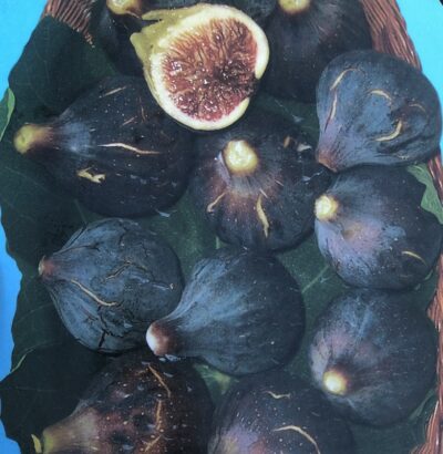 FICO BROGIOTTO NERO