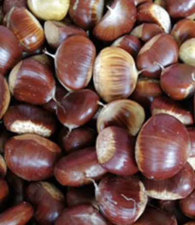 CASTAGNO IBRIDO EUROGIAPPONESE 'Bouche de Betizac'