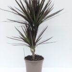 dracaena marginata