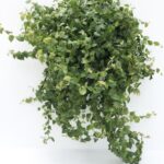 ficus repens