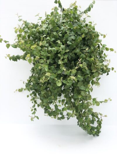 ficus repens