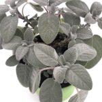 foglie di Salvia officinalis Maxima