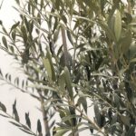 foglie di olivo Rosciola