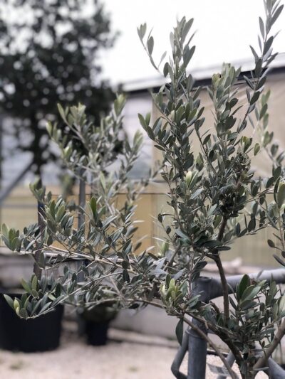 foglie di olivo Uovo di Piccione