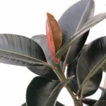 Ficus elastica 'Robusta'