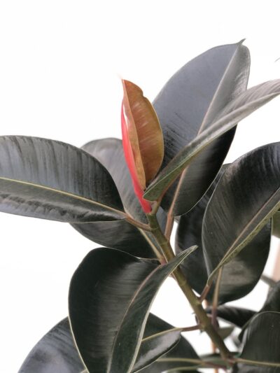 Ficus elastica 'Robusta'