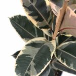 Ficus elastica 'Tineke'
