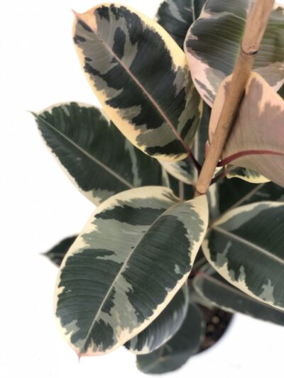 Ficus elastica 'Tineke'