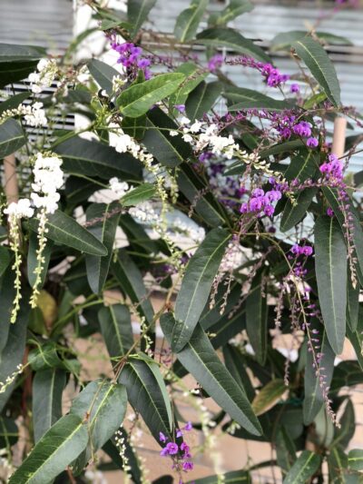 Hardenbergia violacea - FALSA SALSAPARIGLIA - immagine 5