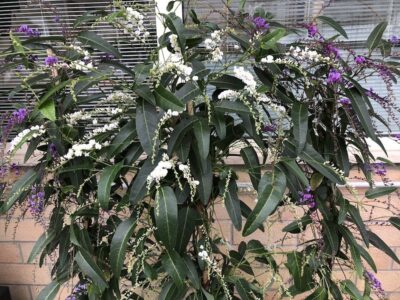 Hardenbergia violacea - 2