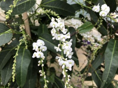 Hardenbergia violacea_3