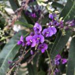 Hardenbergia violacea_4