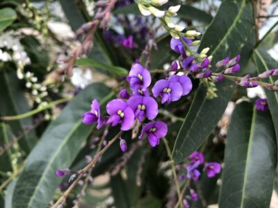 Hardenbergia violacea_4