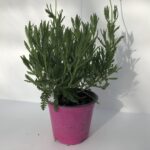 Lavandula-dentata-Serenity_1