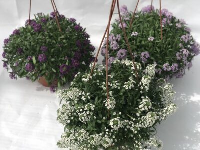 Lobularia maritima - allevate in basket
