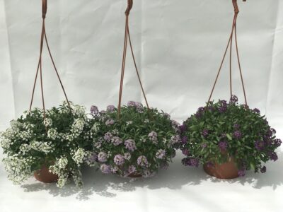 Lobularia maritima Alyssum maritimum - piante in basket