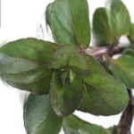 menta bergamotto