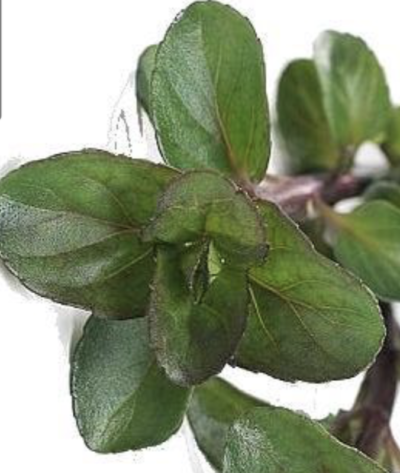 menta bergamotto
