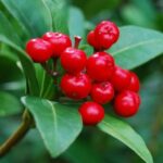 frutti in primo piano di mirtillo rosso