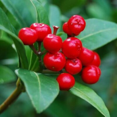 frutti in primo piano di mirtillo rosso