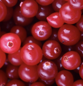 mirtillo rosso cranberry