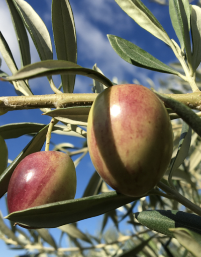olivo ascolana