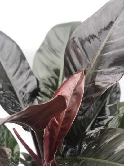 philodendron 'Imperial Red'