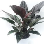 philodendron imperial red
