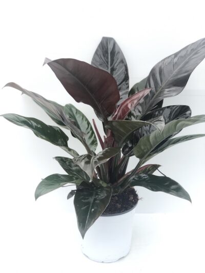 philodendron imperial red
