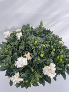 pianta di Gardenia jasminoides
