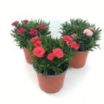 piante di GAROFANO Dianthus caryophyllus