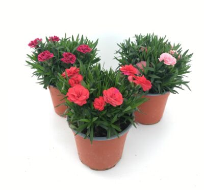 piante di GAROFANO Dianthus caryophyllus