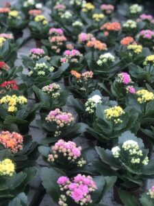 piante di Kalanchoe blossfeldiana