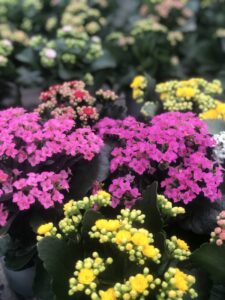 piante di Kalanchoe blossfeldiana
