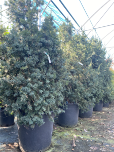 piante di Taxus x media 'Hicksii'