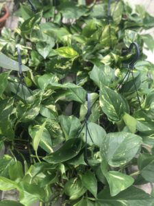 piante di pothos