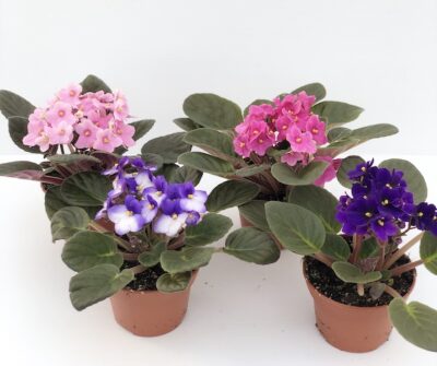 piante di saintpaulia ionantha