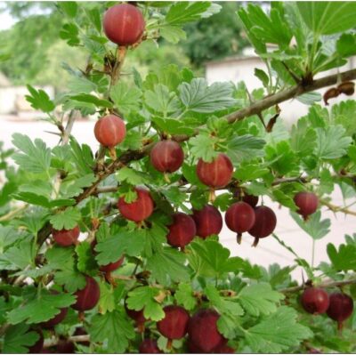 frutti su albero di ribes uva spina
