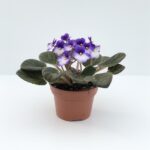 saintpaulia ionantha
