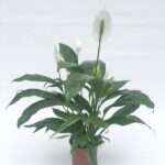 spathiphyllum wallisii