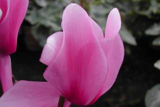 11441_02 Cyclamen persicum