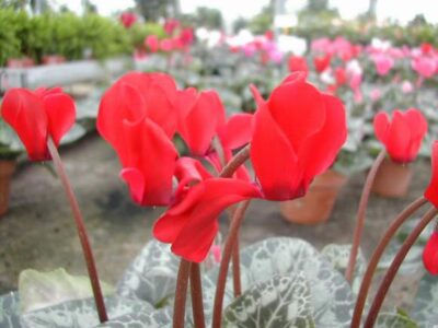 11441_03 Cyclamen persicum