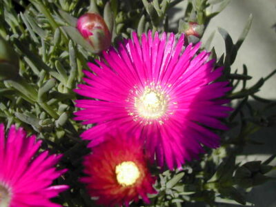 11695_02 Lampranthus roseus
