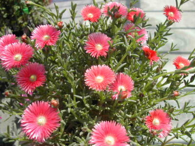 11695_03 Lampranthus roseus
