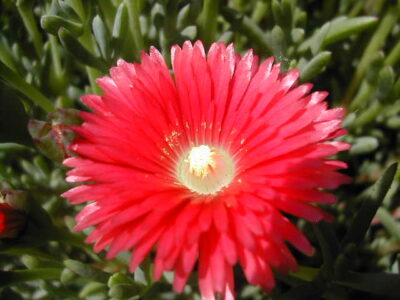 11695_05 Lampranthus roseus